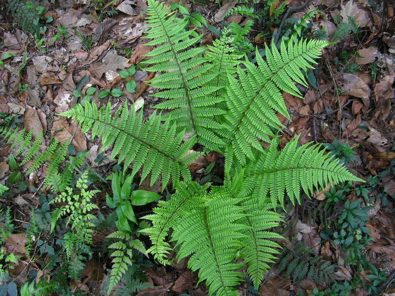 Dryopteris rosthornii photo 6