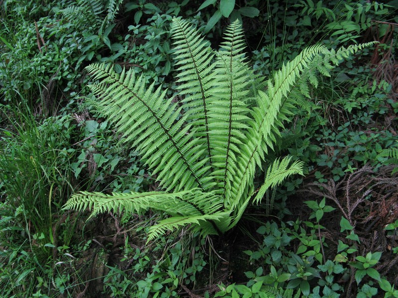 Dryopteris rosthornii photo 7