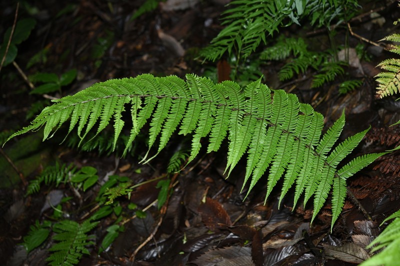 Dryopteris rosthornii photo 8