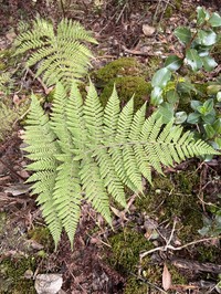 Island Lacefern
