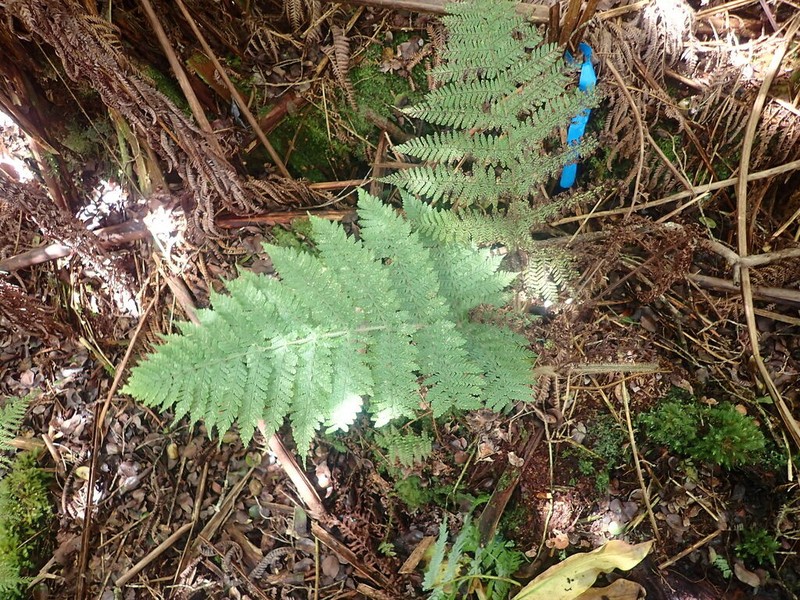 Island Lacefern photo 5