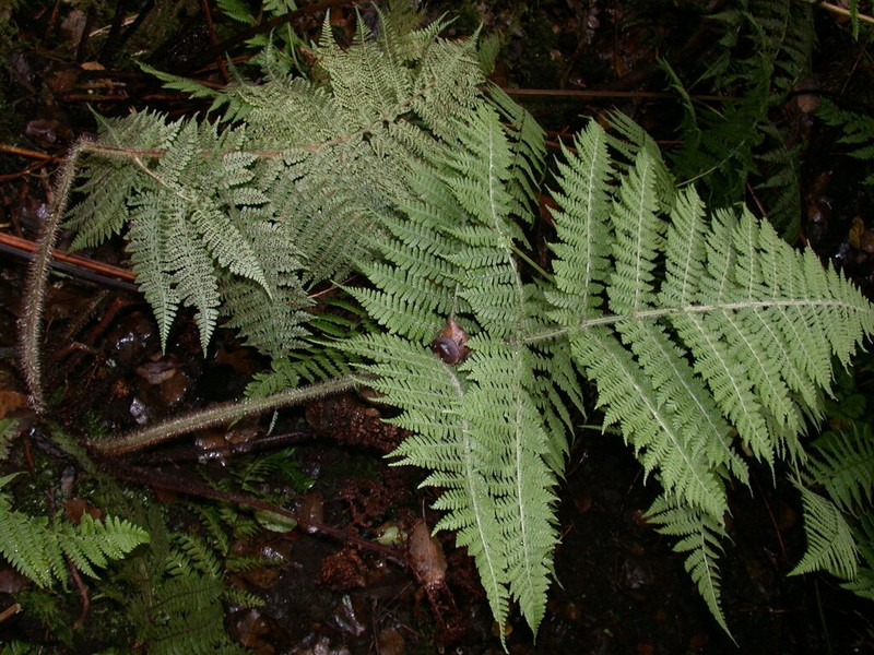 Island Lacefern photo 8
