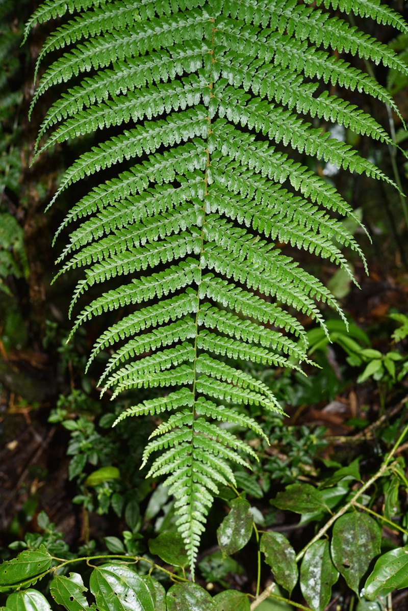 Dryopteris rubrobrunnea