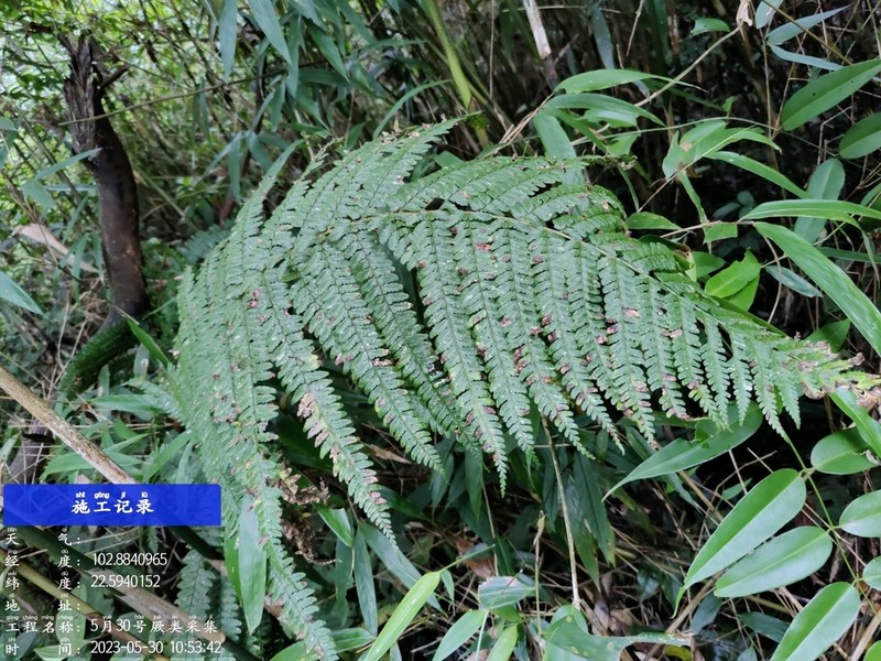 Dryopteris rubrobrunnea photo 2