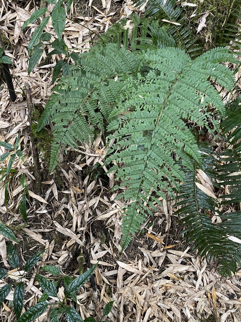 Dryopteris rubrobrunnea photo 3
