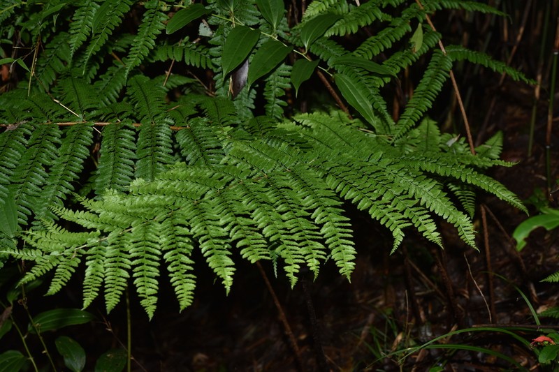 Dryopteris rubrobrunnea photo 4