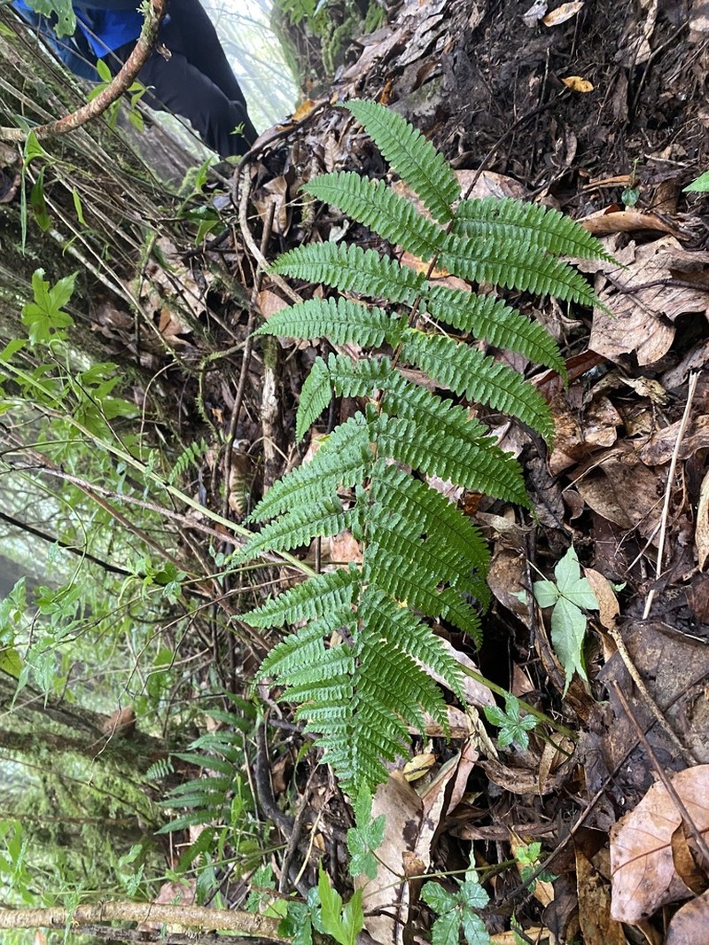 Dryopteris rubrobrunnea photo 5