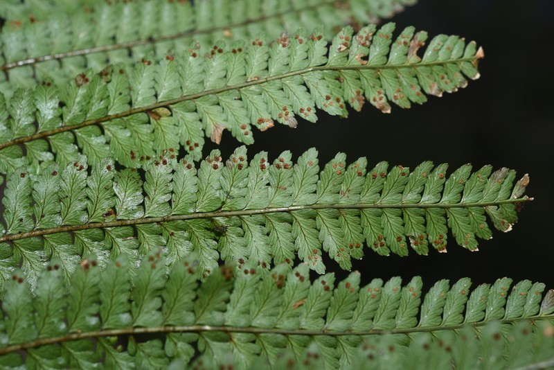 Dryopteris rubrobrunnea photo 6
