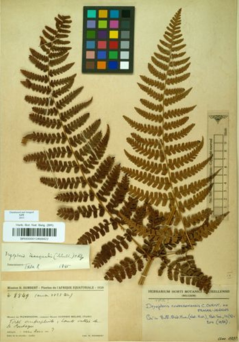 Dryopteris ruwenzoriensis