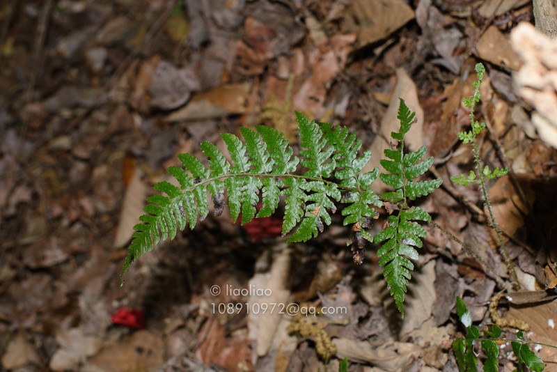 Dryopteris ryo-itoana