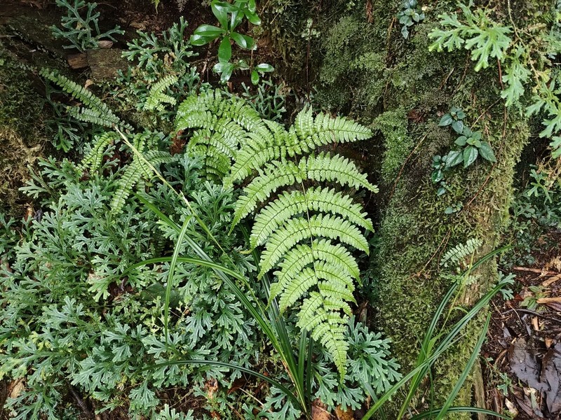 Dryopteris ryo-itoana photo 2