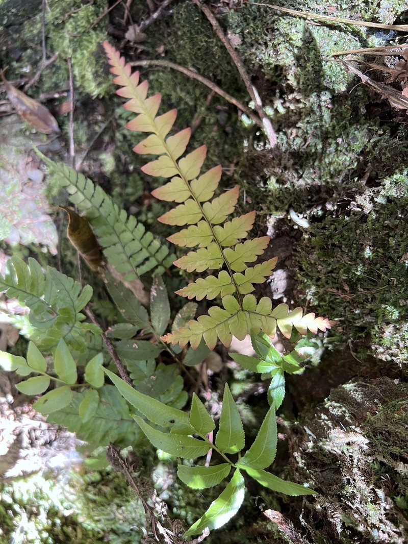 Dryopteris ryo-itoana photo 3