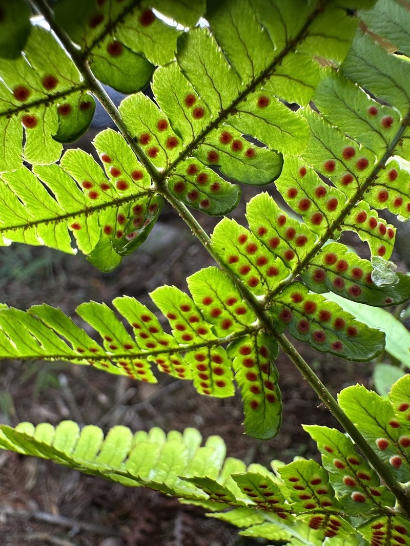 Dryopteris ryo-itoana photo 4