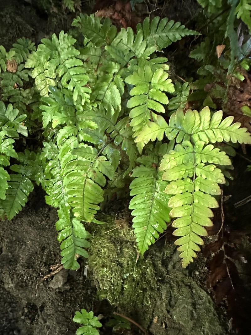Dryopteris ryo-itoana photo 5