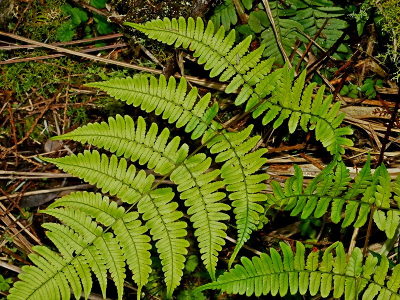 Dryopteris ryo-itoana photo 6