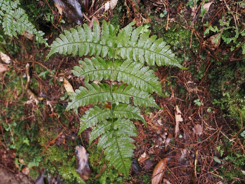 Dryopteris ryo-itoana photo 7
