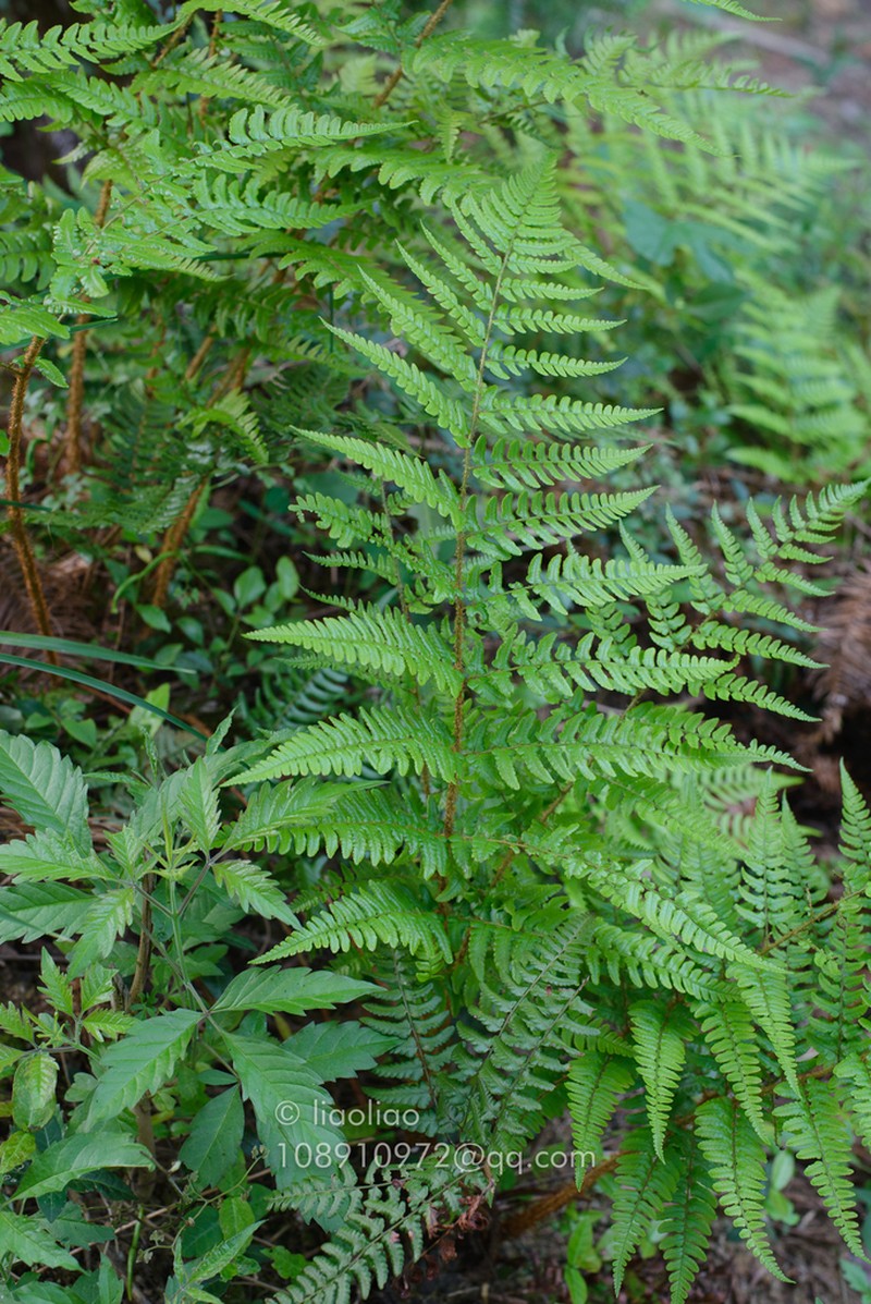 Dryopteris ryo-itoana photo 8