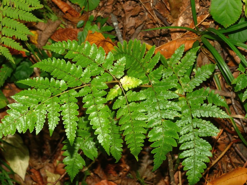 Dryopteris sabaei