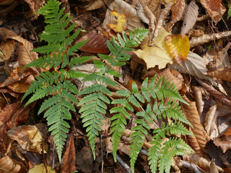 Dryopteris sabaei photo 2