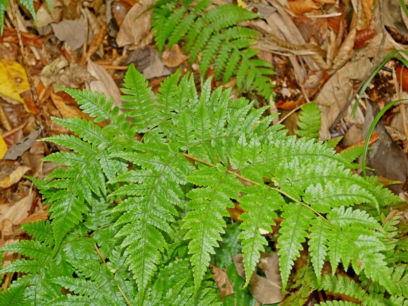 Dryopteris sabaei photo 3