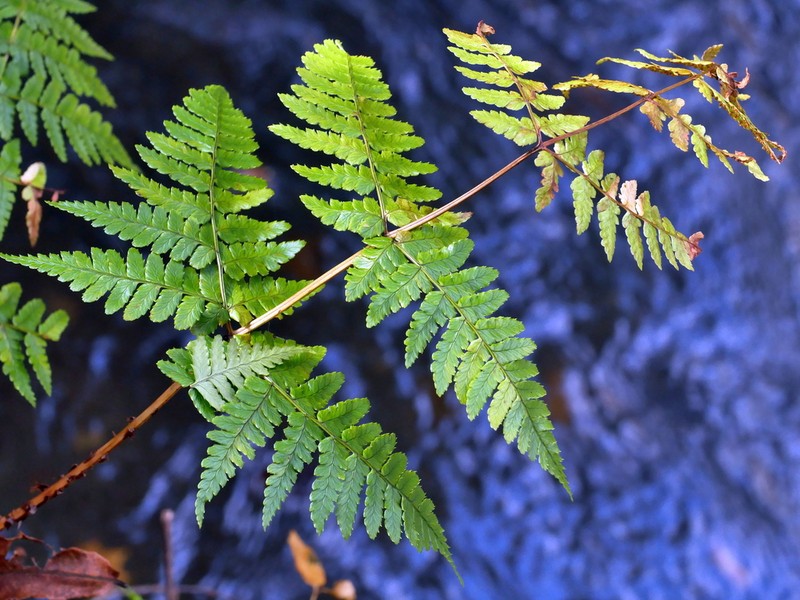 Dryopteris sabaei photo 4