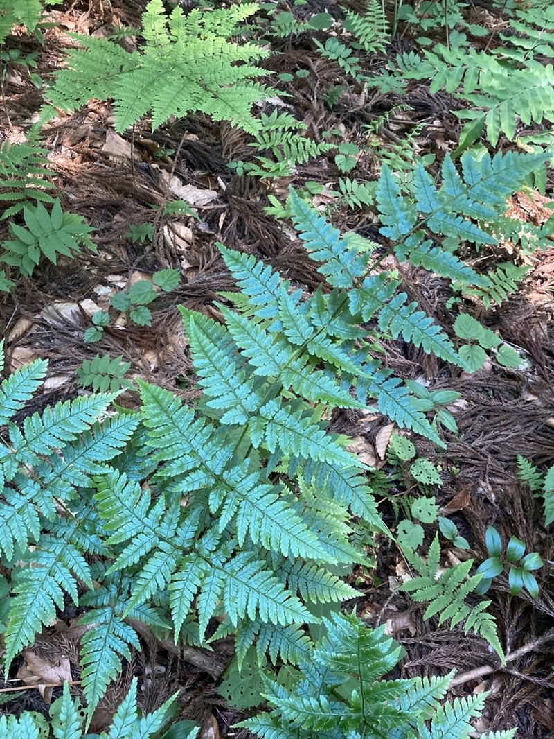 Dryopteris sabaei photo 5