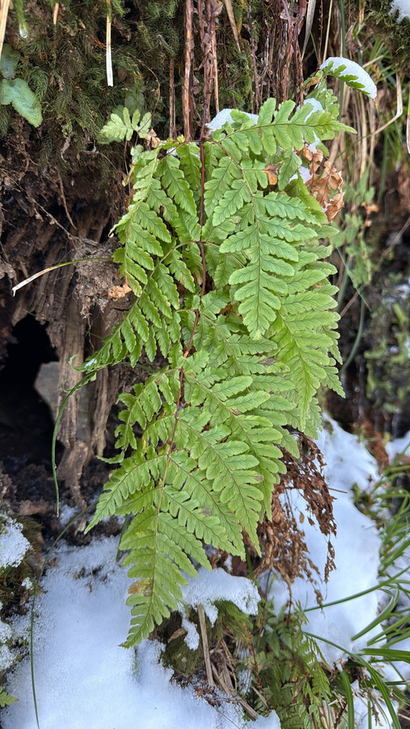 Dryopteris sabaei photo 6