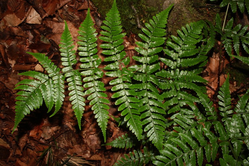 Dryopteris sabaei photo 7