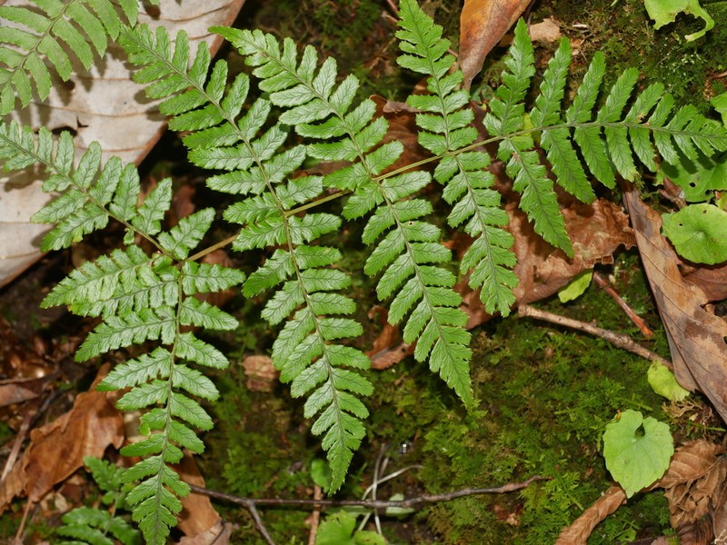 Dryopteris sabaei photo 8