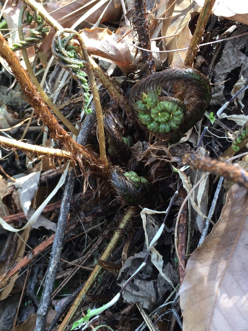 Dryopteris sacrosancta