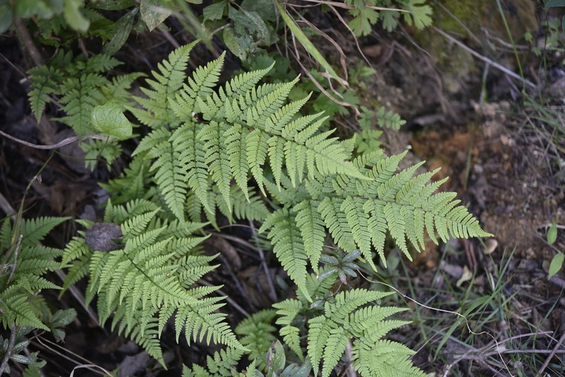 Dryopteris sacrosancta photo 2
