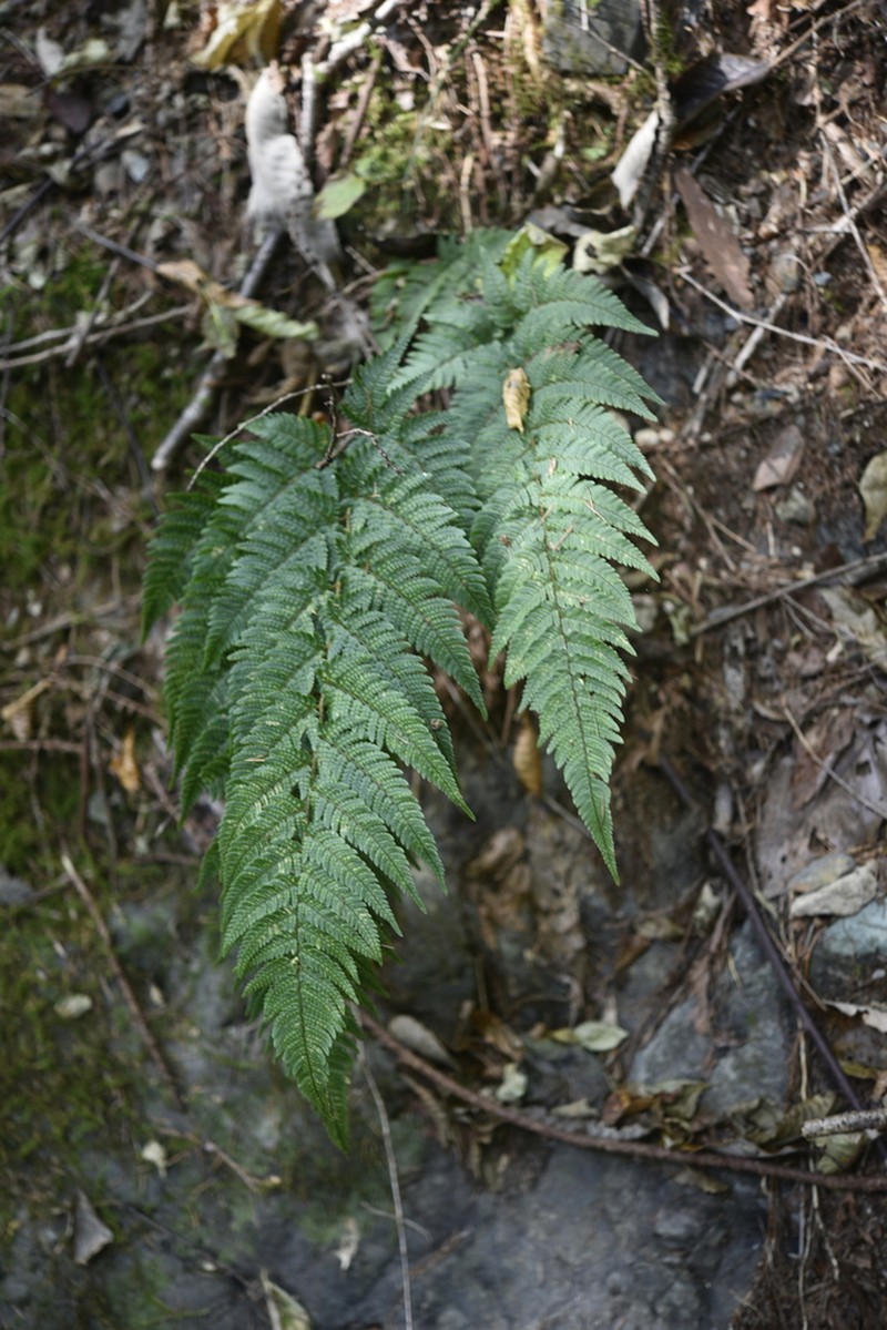 Dryopteris sacrosancta photo 3