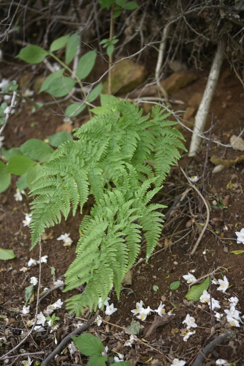 Dryopteris sacrosancta photo 4