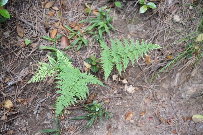 Dryopteris sacrosancta photo 5