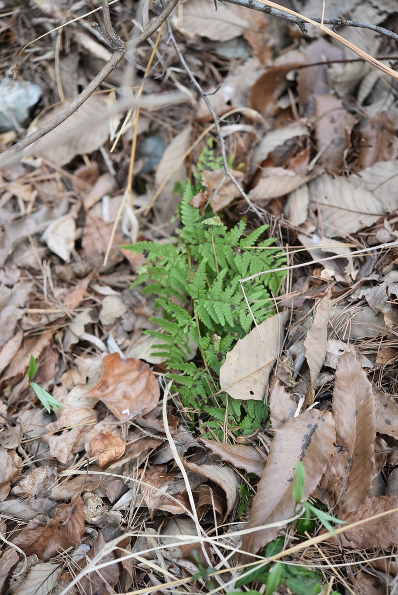 Dryopteris sacrosancta photo 6