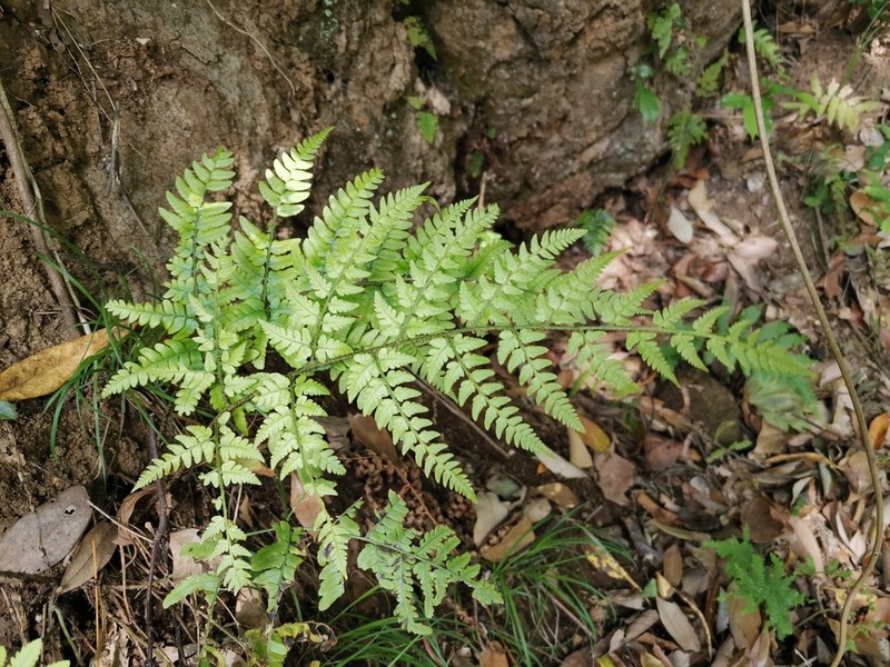 Dryopteris sacrosancta photo 7