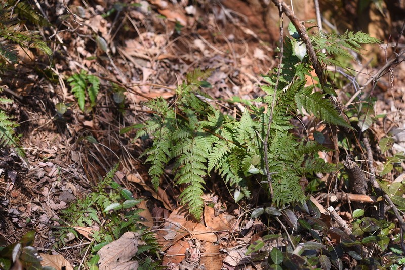 Dryopteris sacrosancta photo 8