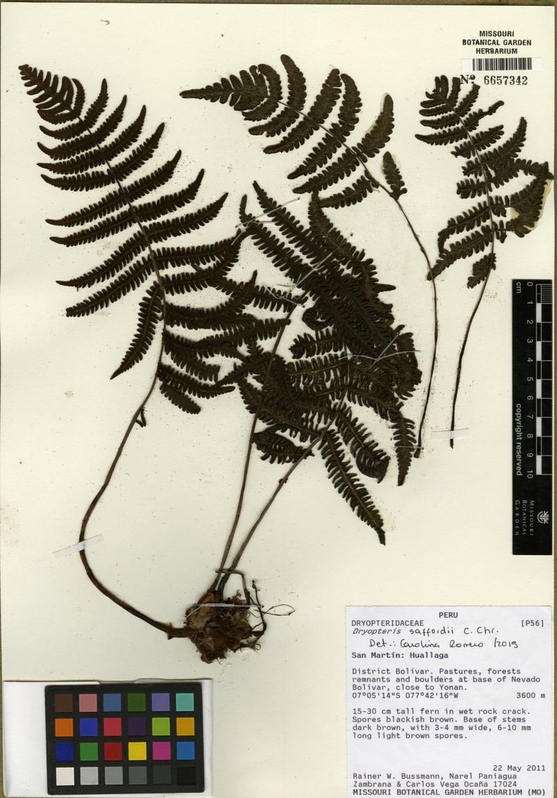 Dryopteris saffordii