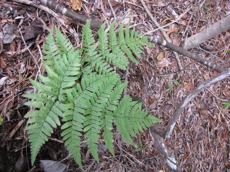 Pacific Woodfern