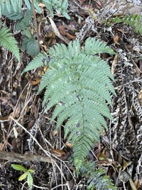 Pacific Woodfern