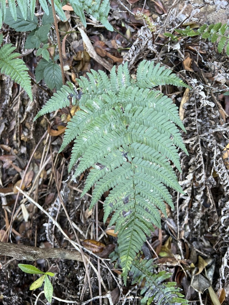 Pacific Woodfern