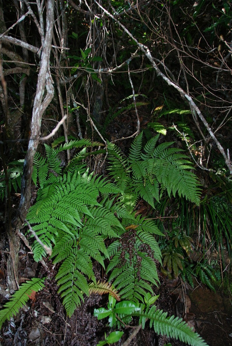 Pacific Woodfern photo 2