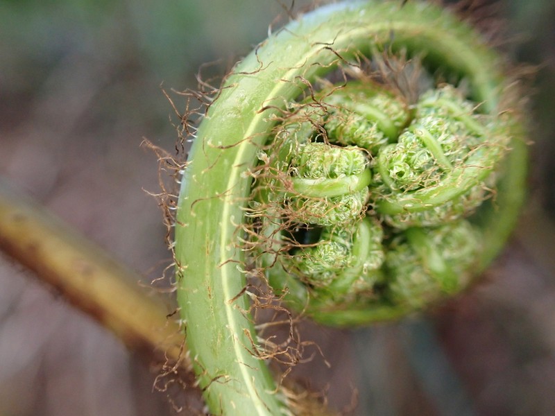 Pacific Woodfern photo 3