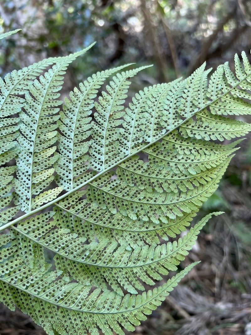 Pacific Woodfern photo 4