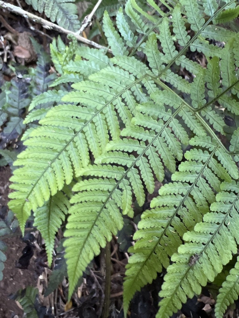 Pacific Woodfern photo 5