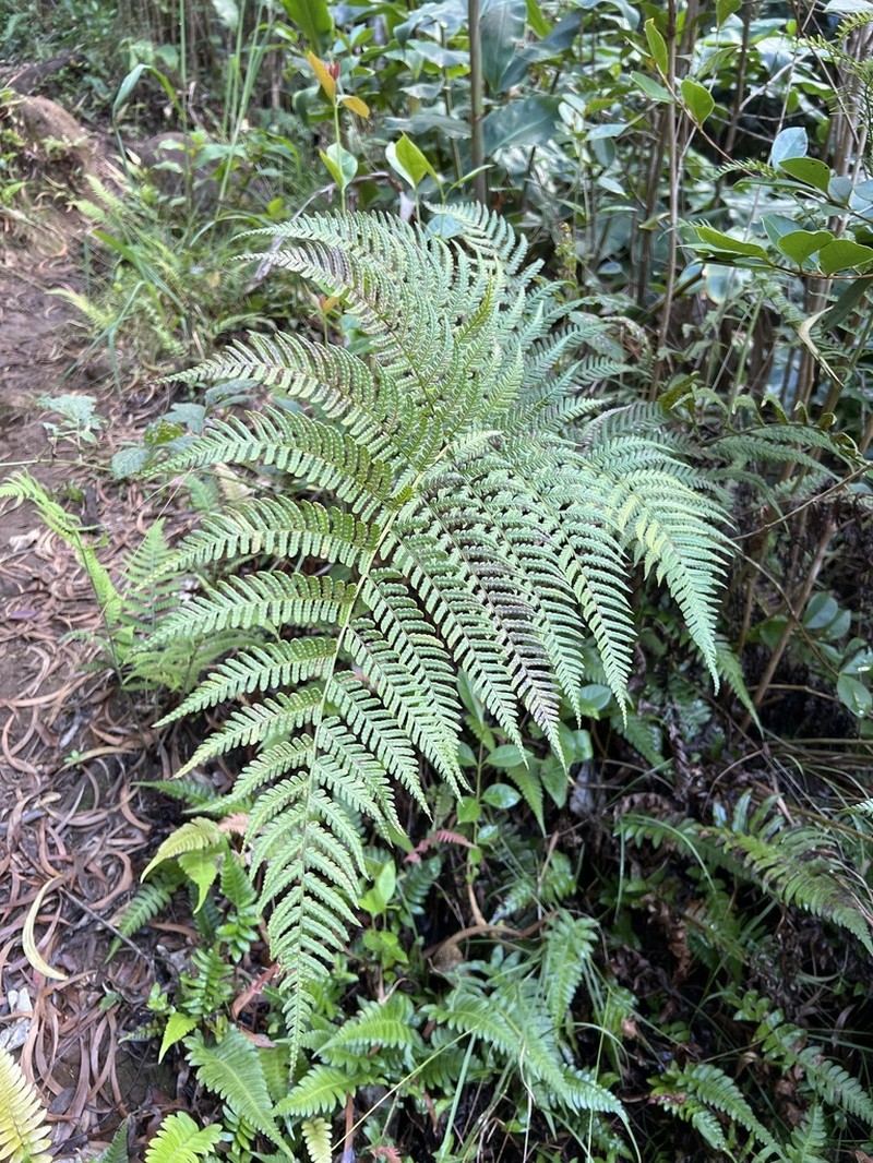 Pacific Woodfern photo 6