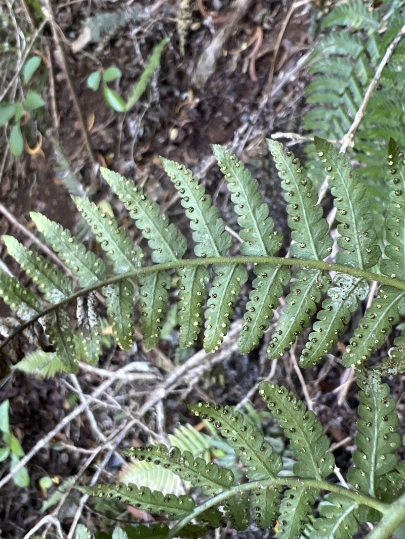 Pacific Woodfern photo 8