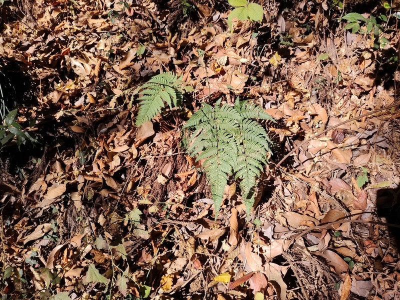 Dryopteris saxifraga photo 2