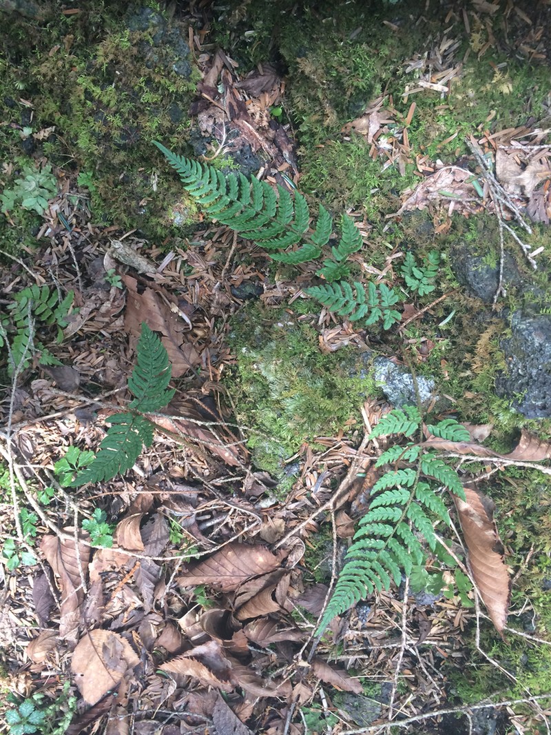 Dryopteris saxifraga photo 3