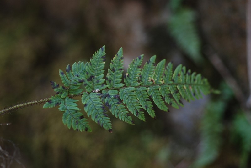 Dryopteris saxifraga photo 4